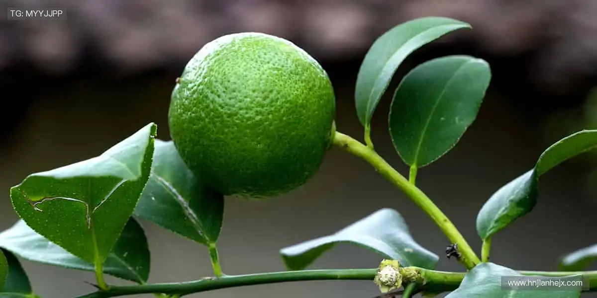 💻🎯 无插件直播，画质堪比现场！